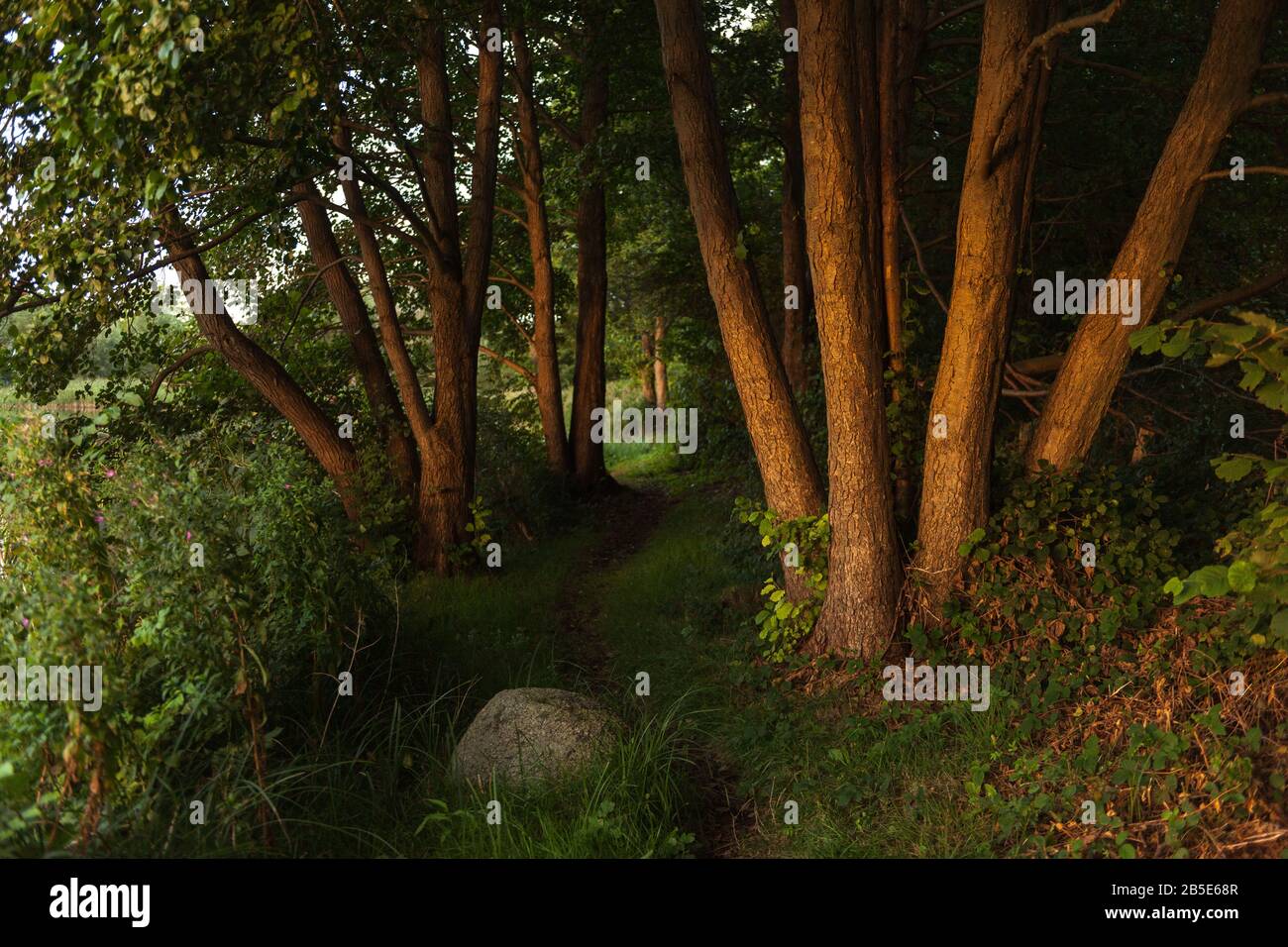 Sentier Autour Du Lac Mustin, Village De Mustin, Comté De Lauenburg, Schleswig-Holstein, Allemagne Du Nord, Europe Centrale Banque D'Images