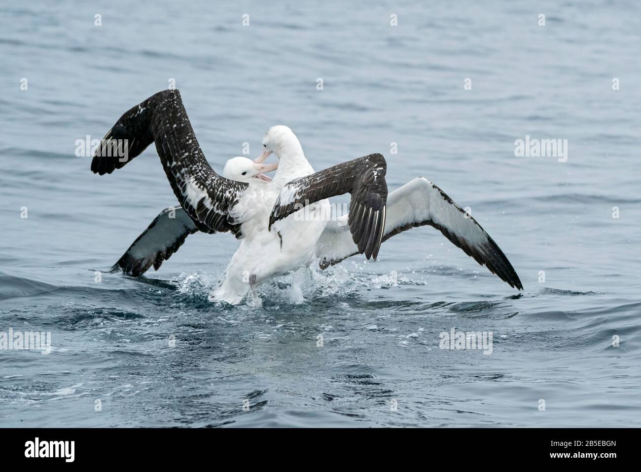 Albatros royal du Nord, Diomedea sandfordi, adulte combattant avec l'albatros Wanderinf sur la mer, Kaikoura, île du Sud, Nouvelle-Zélande Banque D'Images