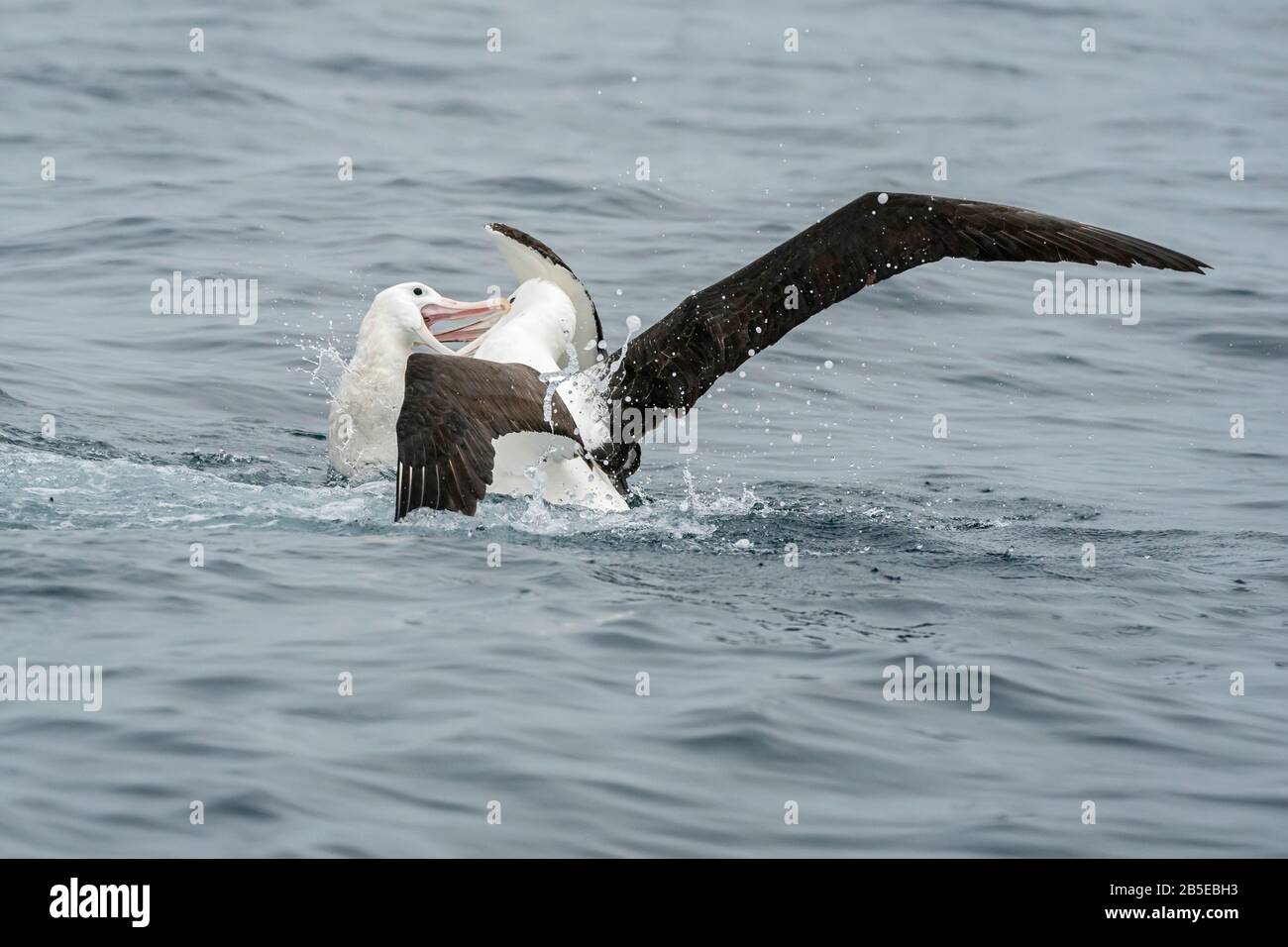 Albatros royal du Nord, Diomedea sandfordi, adulte combattant avec l'albatros Wanderinf sur la mer, Kaikoura, île du Sud, Nouvelle-Zélande Banque D'Images