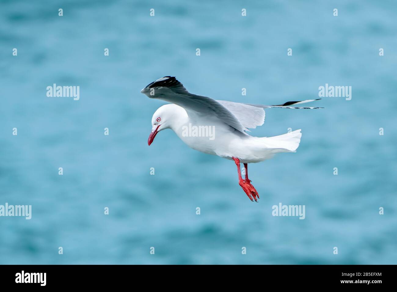 Bebe Mouette Argentee Banque D Image Et Photos Alamy