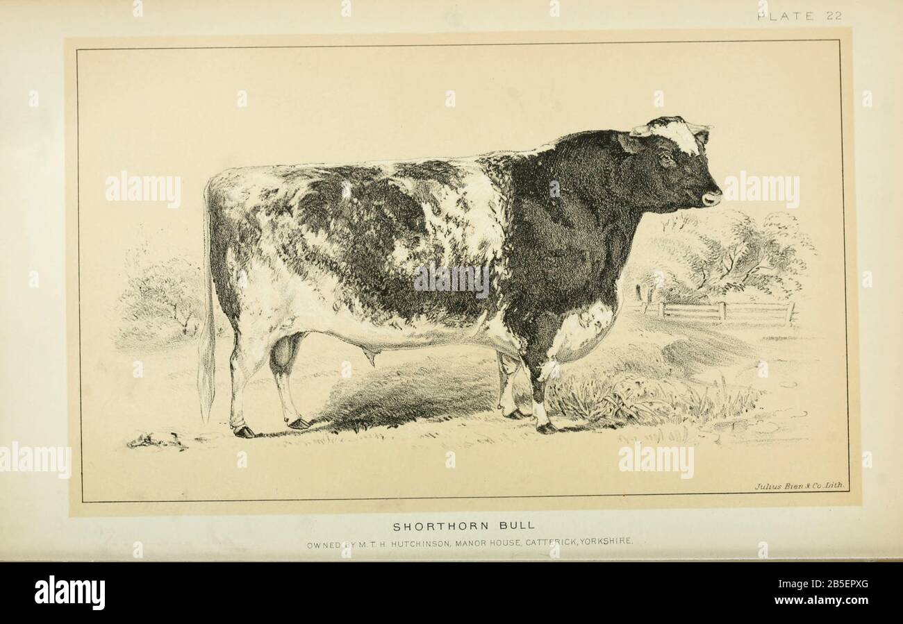 Shorthorn bull de Cattle et de la production laitière. Publié en 1887 par Govt. Imprimer. OFF. À Washington. États-Unis. Bureau Du Commerce Extérieur (1854-1903) Banque D'Images