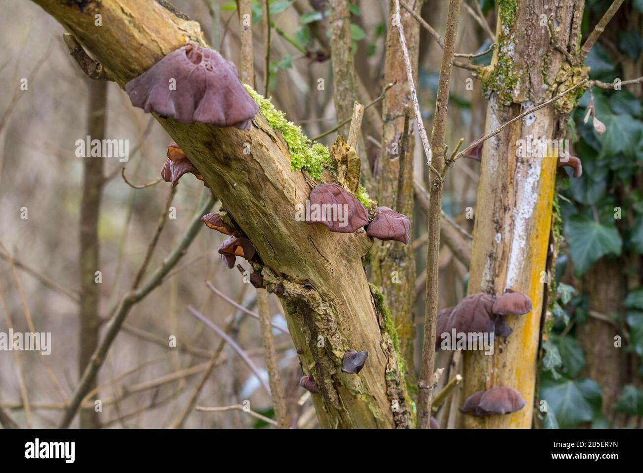 L'oreille gelée, l'oreille de jew (Auricularia auricula-judae) la famille des champignons auriculariaceae varie de lisse et en forme de tasse à l'oreille humaine froissée Banque D'Images