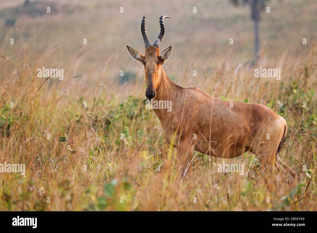 Le Plus Hartebeest De Jackson, Le Parc National De Murchison Falls Uganan Banque D'Images