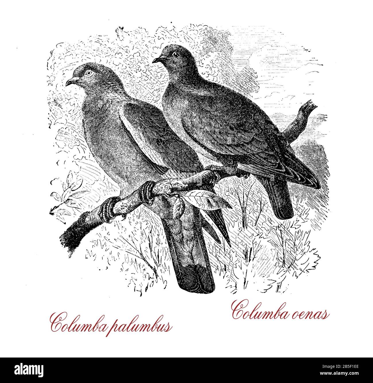 Columba palumbus ou pigeon de bois commun, nommé pigeon de culver dans le sud-est de l'Angleterre, Dove.Columba oénas ou colombe urbanisée est similaire et niche principalement dans le chêne, le pin ou dans les trous de falaises côtières. Banque D'Images