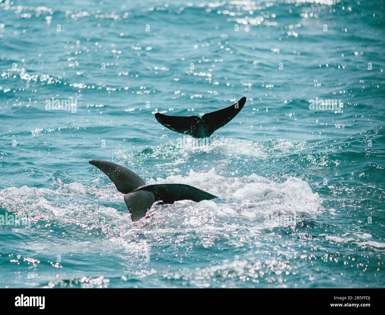 Quelques dauphins sauvages dans l'océan en Australie occidentale Banque D'Images