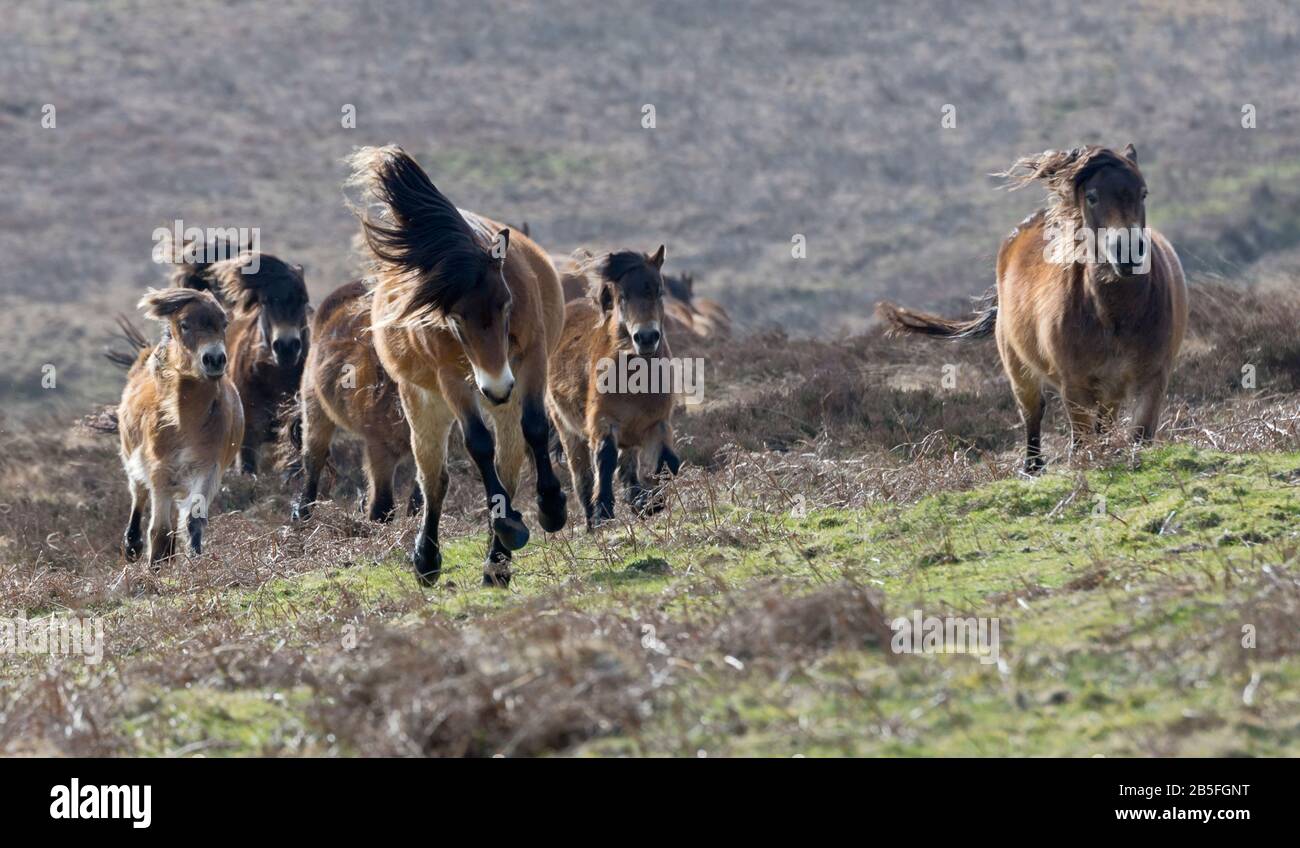 Un troupeau de poneys Exmoor qui traverse les landes sous Dunkery Beacon lors d'une journée d'hivers ensoleillés dans le parc national Exmoor à Somerset, Angleterre, Royaume-Uni Banque D'Images