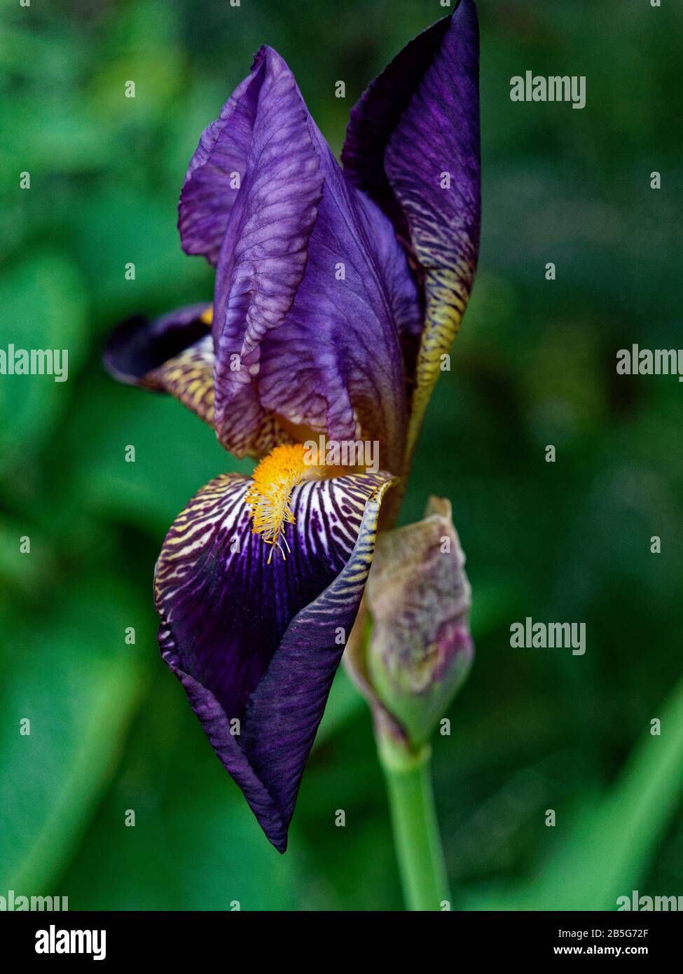 Fleur d'Iris Alcazar barbu dans le jardin à la fin du printemps Banque D'Images