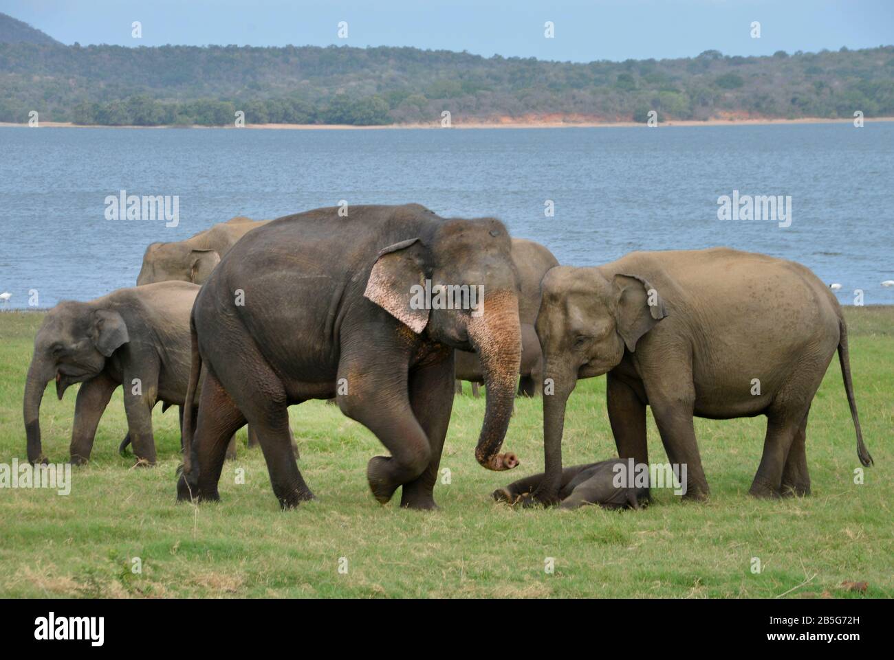 Asiatische Elefanten (Elephas Maximus), Minneriya Nationalpark, Sri Lanka Banque D'Images