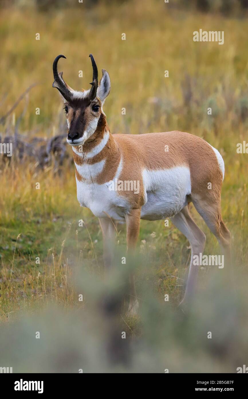 Pronghorn Antelope Buck Se Ferme Dans Le Parc National De Yellowstone Banque D'Images