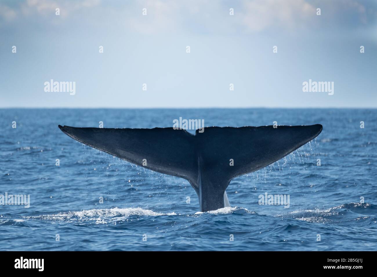 Une baleine bleue, le plus grand animal au monde Banque D'Images