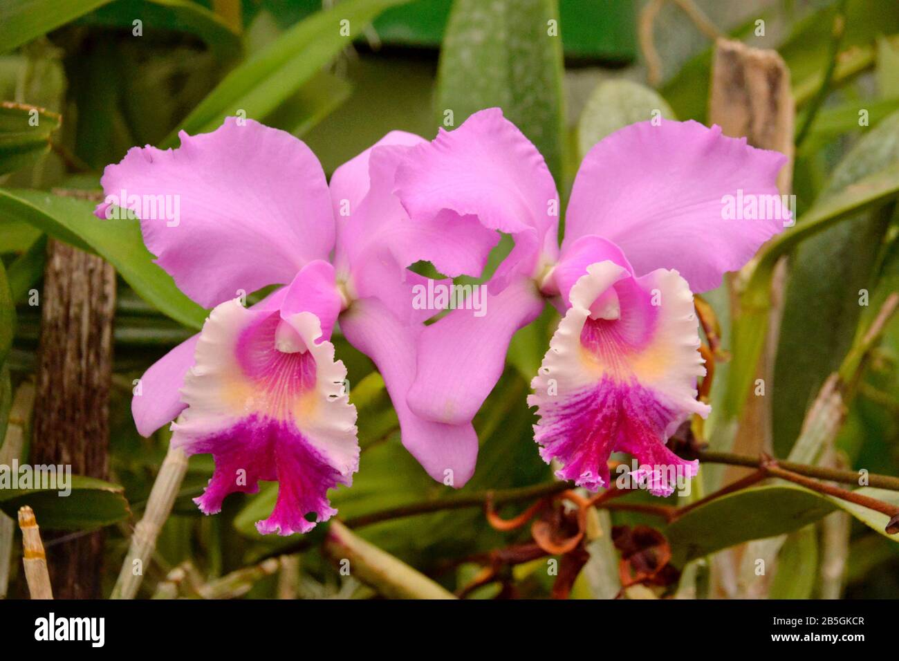 Jardins Botaniques Royaux Orchidée, Peradeniya, Kandy, Sri Lanka Banque D'Images