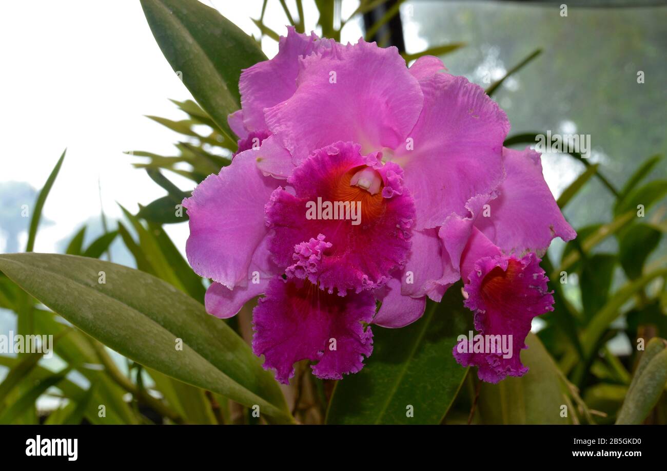 Jardins Botaniques Royaux Orchidée, Peradeniya, Kandy, Sri Lanka Banque D'Images