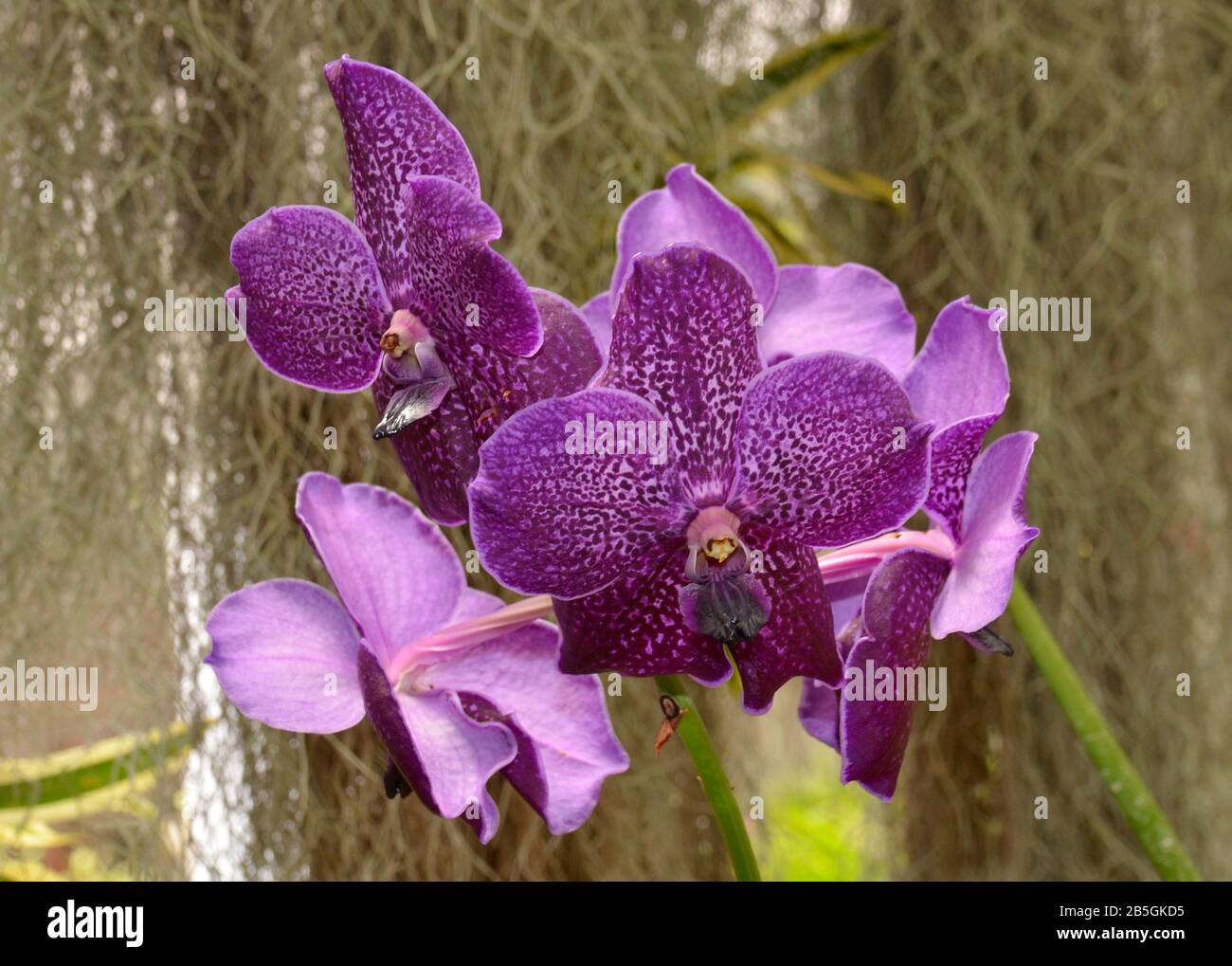 Jardins Botaniques Royaux Orchidée, Peradeniya, Kandy, Sri Lanka Banque D'Images