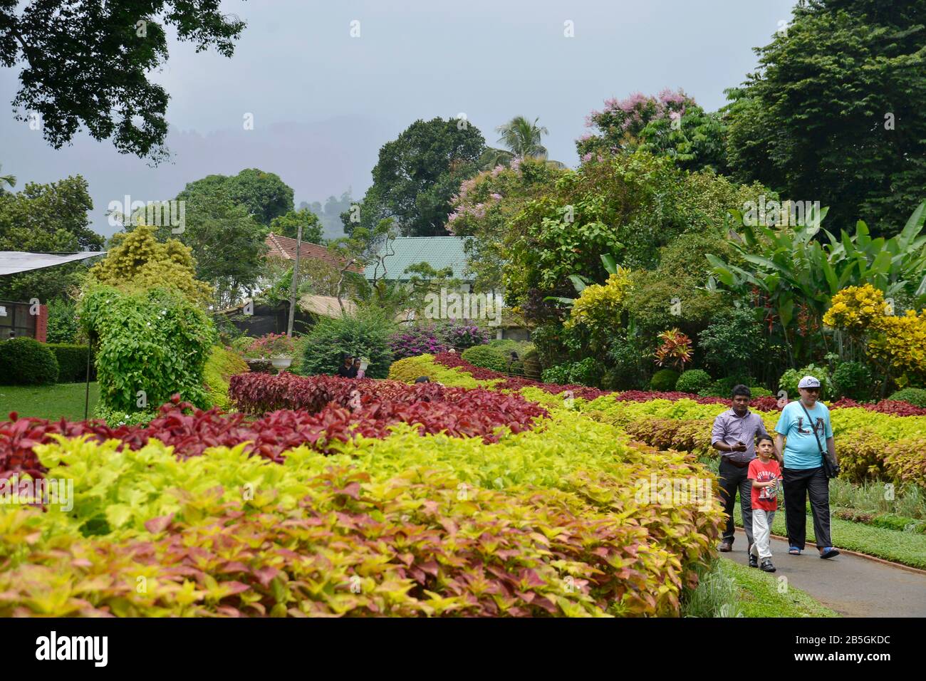 Jardins botaniques royaux, Peradeniya, Kandy, Sri Lanka Banque D'Images