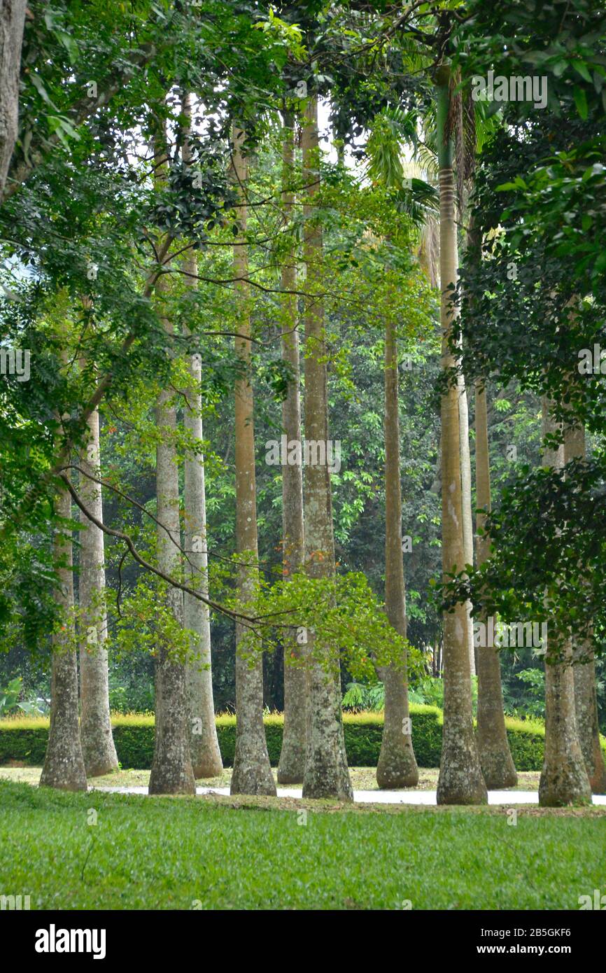 Palmenallee, Royal Botanical Gardens, Peradeniya, Kandy, Sri Lanka Banque D'Images