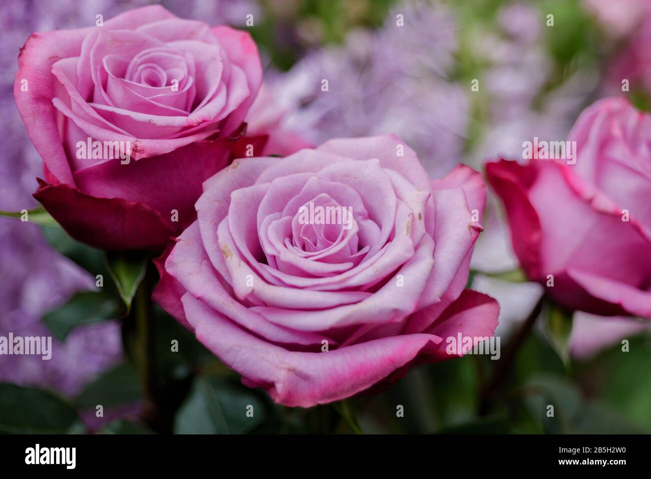 Vue rapprochée des roses fleuristes rose pâle. Fleur pastel vive en fleur. Roses fleuris pour la Saint-Valentin. Banque D'Images