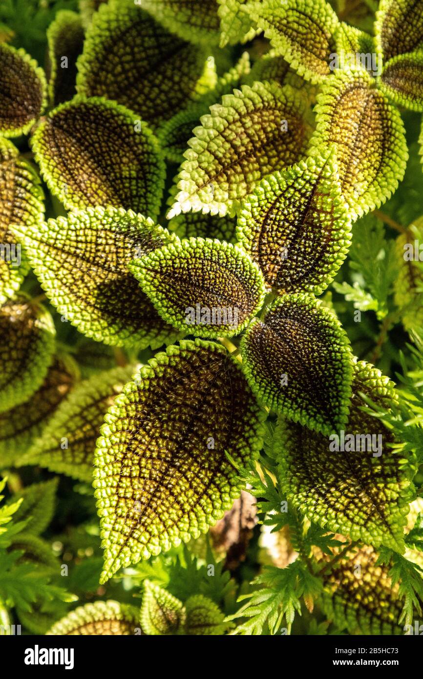 Urticaceae Pilea lune vallée Panamiga amitié plante fond avec des feuilles vert profond bordées en vert clair avec une texture rugueuse. Banque D'Images