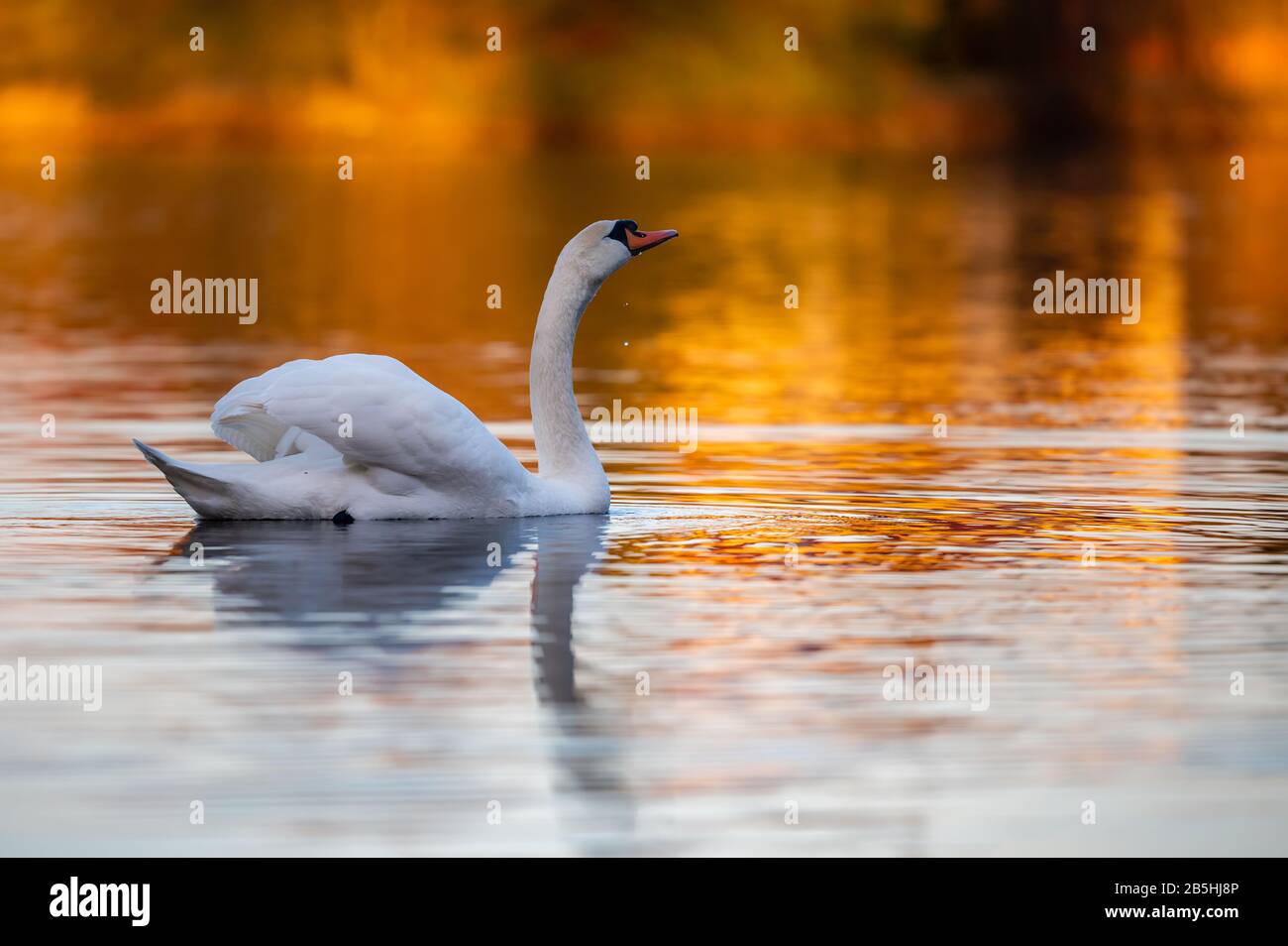 Swan nage sur le lac. Sur la surface de l'eau, vous pouvez voir la lumière dorée du coucher du soleil. Banque D'Images