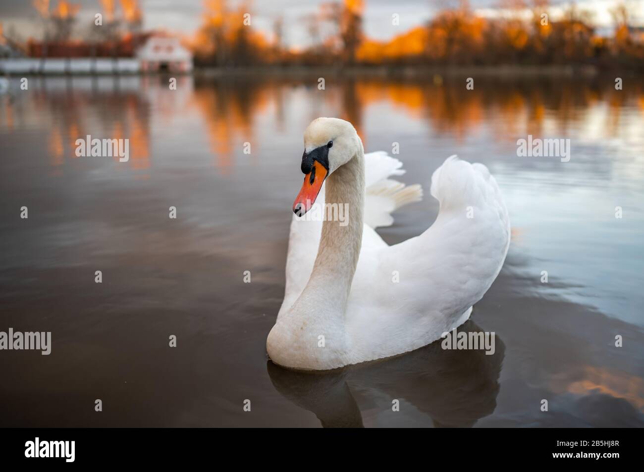 Portrait d'un cygne nage sur le lac. Tir grand angle, avec lumière dorée, vieille maison et forêt en arrière-plan. Banque D'Images