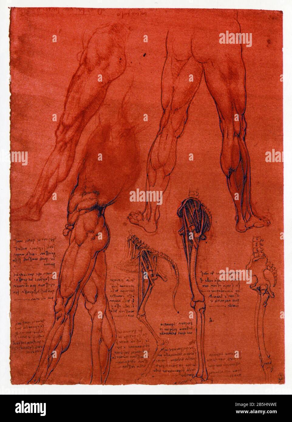 Léonard de Vinci. Etudes d'anatomie comparée entre la jambe d'un homme et le sabot d'un cheval. 1506-1508 Banque D'Images