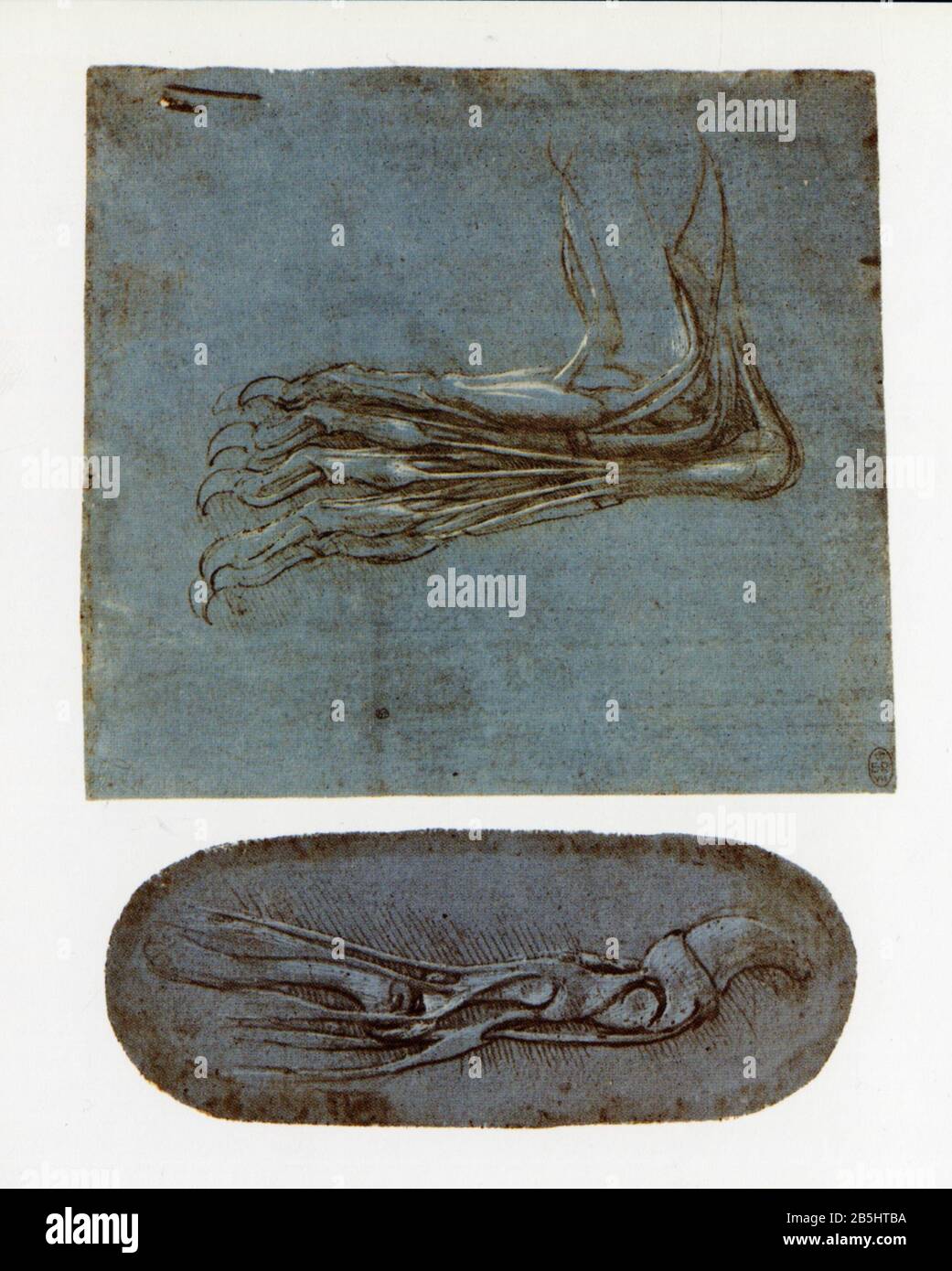 Léonard de Vinci. Etude anatomique du pied d'ours. 1490-1495 Banque D'Images