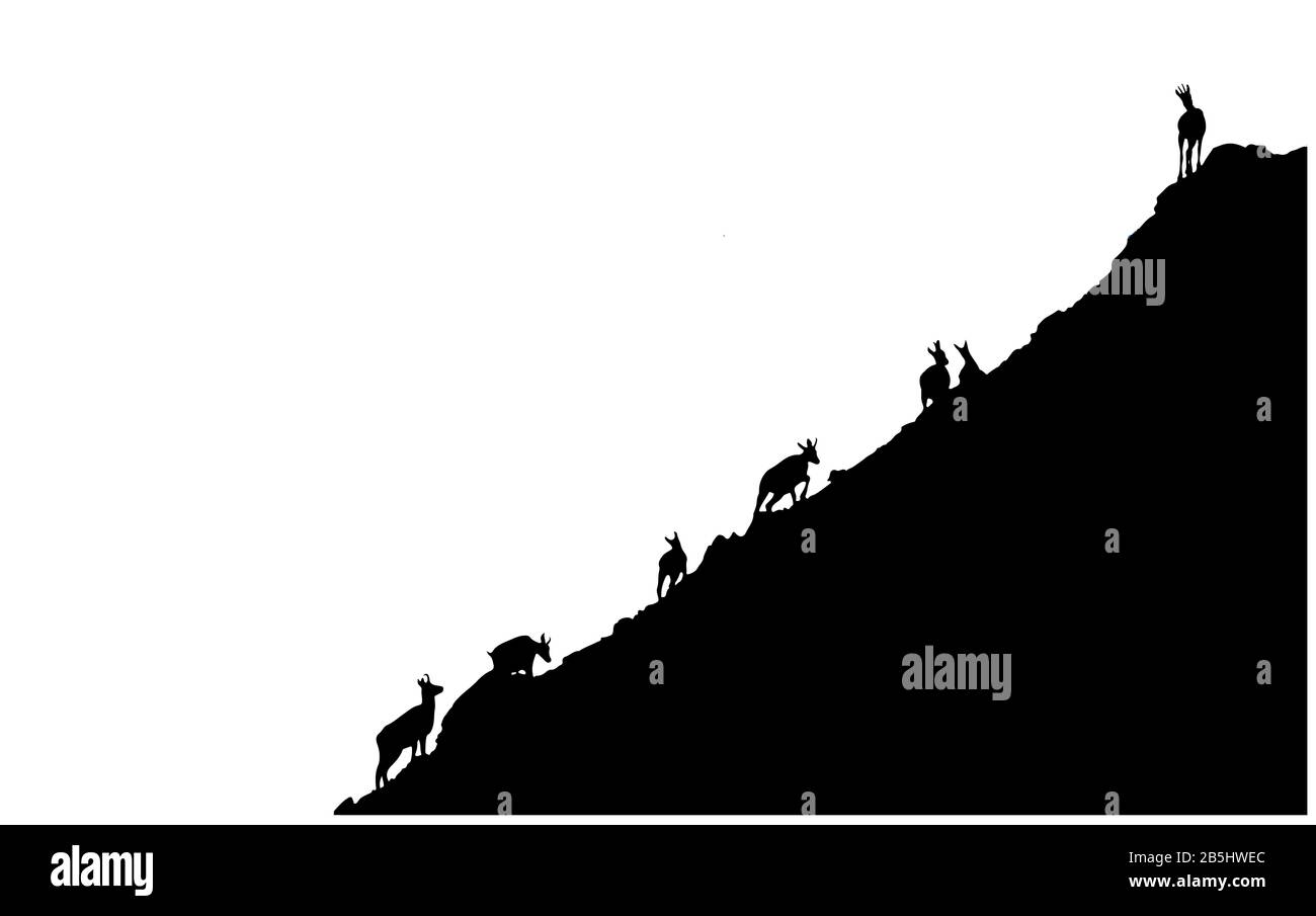 Silhouettes noires de chamois grimpant en montée isolées sur fond blanc. Illustration. Banque D'Images