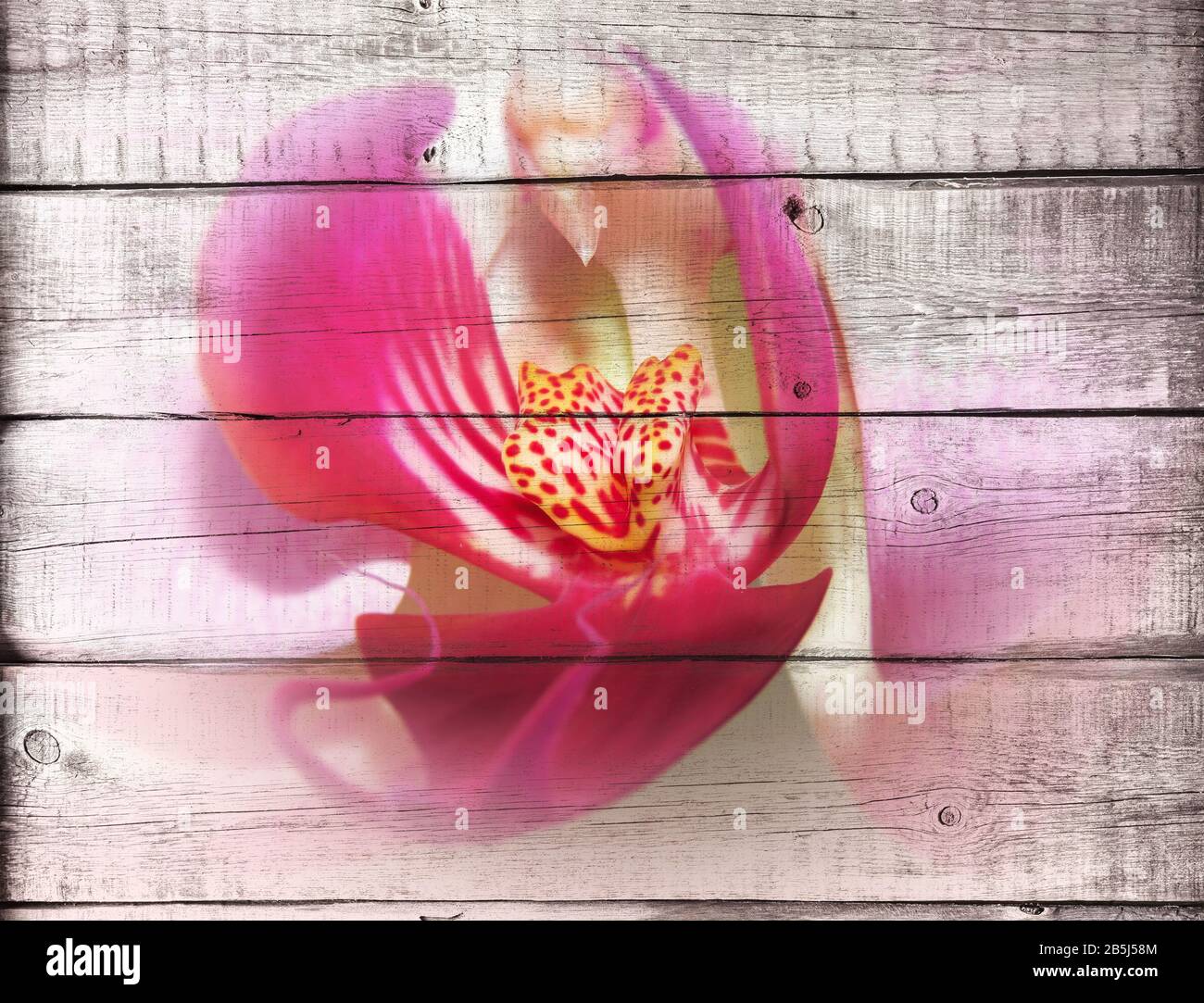 Orchidée rose sur la clôture ou le panneau de bois Banque D'Images