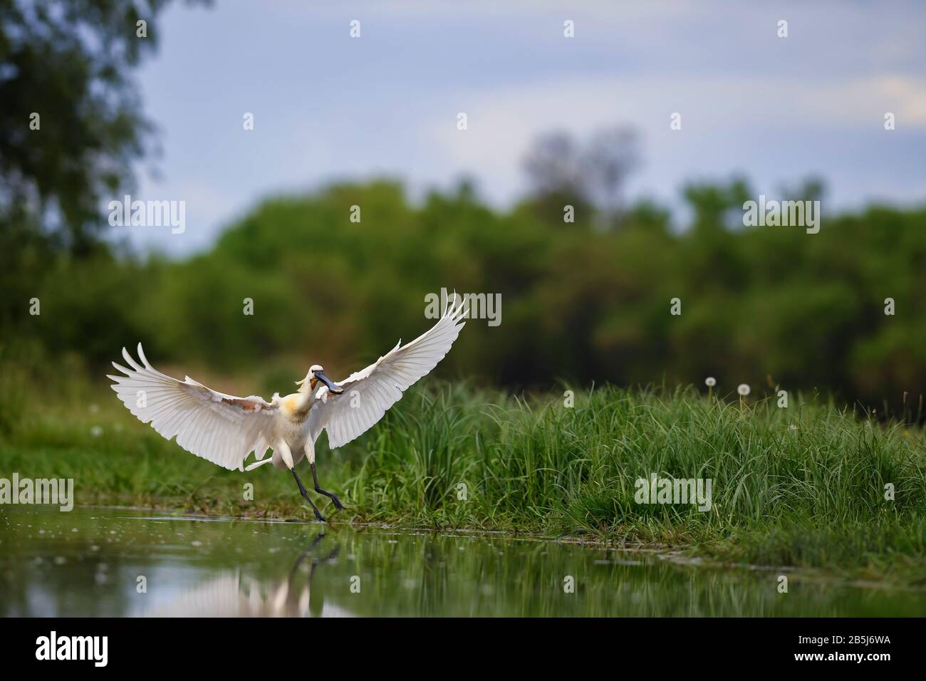 Spoonbill eurasien - Platalea leucorodia, magnifique grand oiseau d'eau douce des lacs et marais d'Euroasian, Hortobagy, Hongrie. Banque D'Images