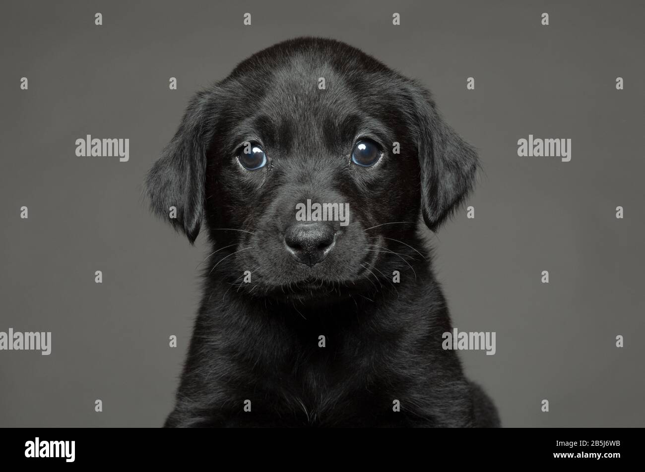 Photo en tête de jeune Labrador noir regardant directement sur l'appareil photo avec un fond gris clair Banque D'Images