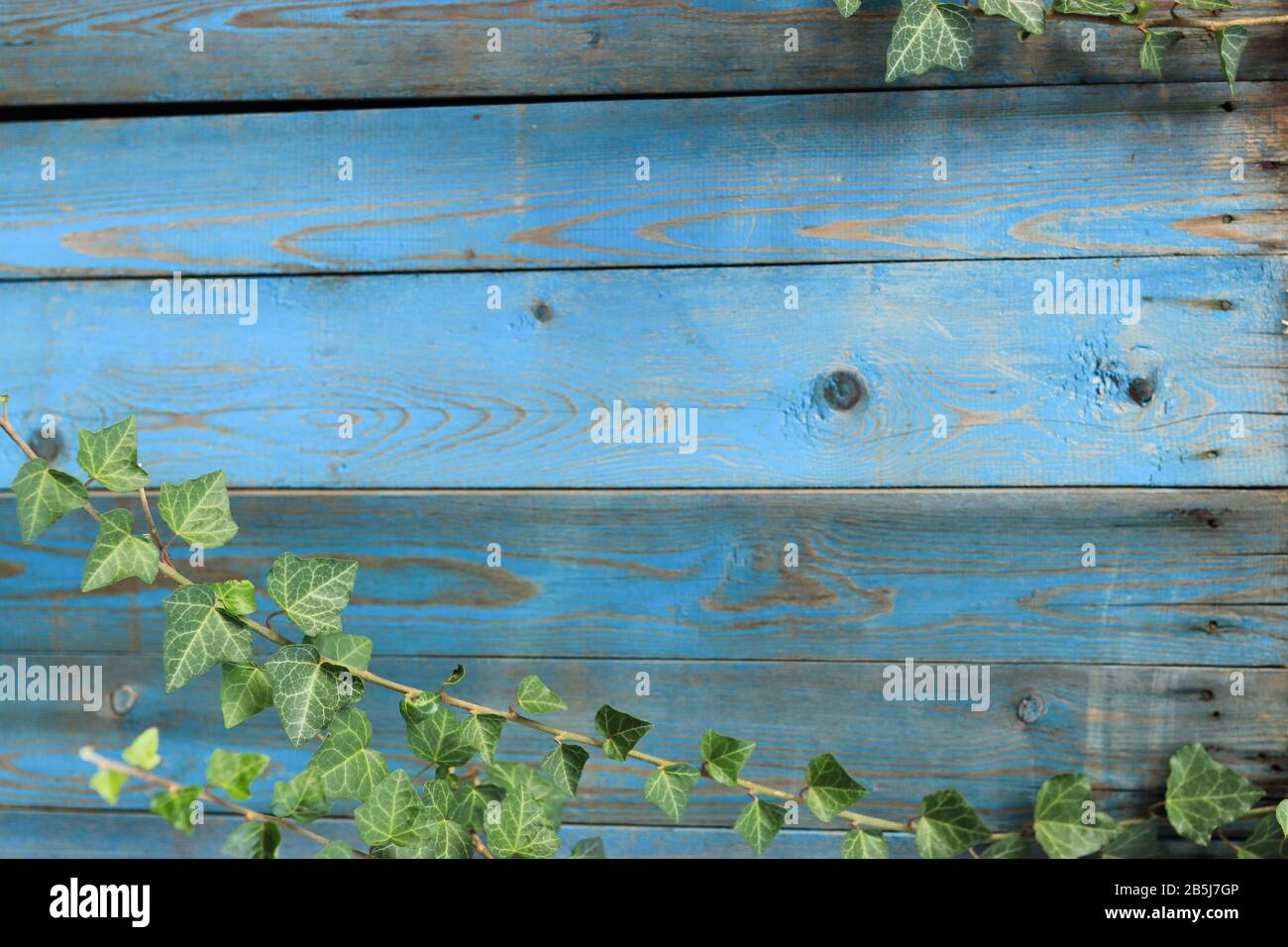 Bleu un fond en bois avec feuillage ivy - Peint ancienne façade en bois avec ivy vert - Vintage maison avant avec clôture à l'eau et feuillage vert. Banque D'Images