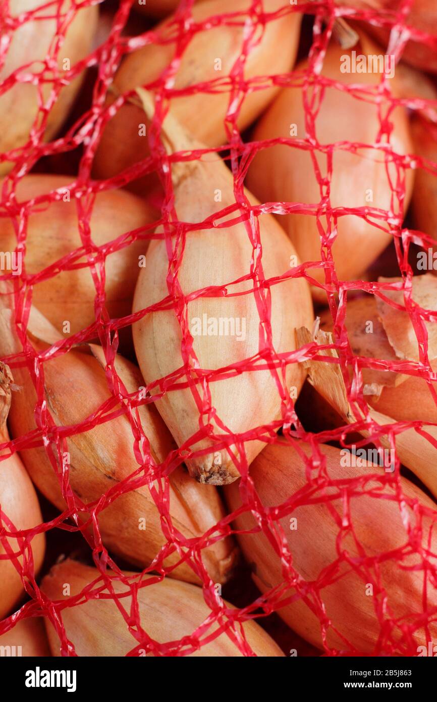 Allium lcpe. Ensemble d'oignons Centurion dans un sac à filet. ROYAUME-UNI Banque D'Images