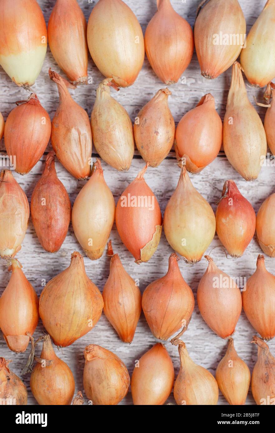 Ensemble d'oignons Allium cepa 'Centurion' disposés en rangées. ROYAUME-UNI Banque D'Images