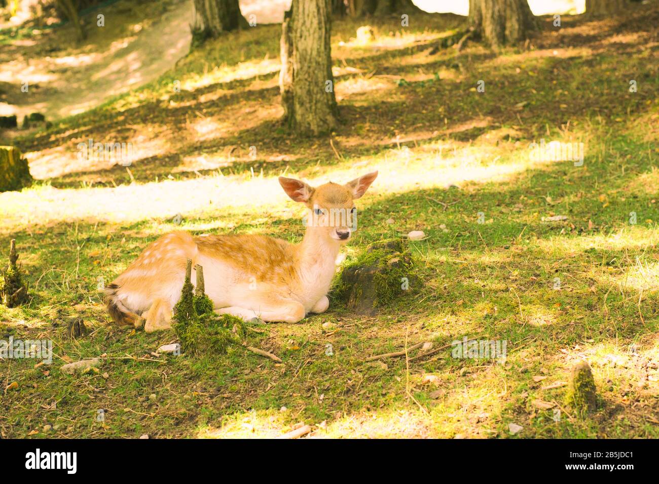 Joli cerf de bébé reposant dans la forêt. Banque D'Images