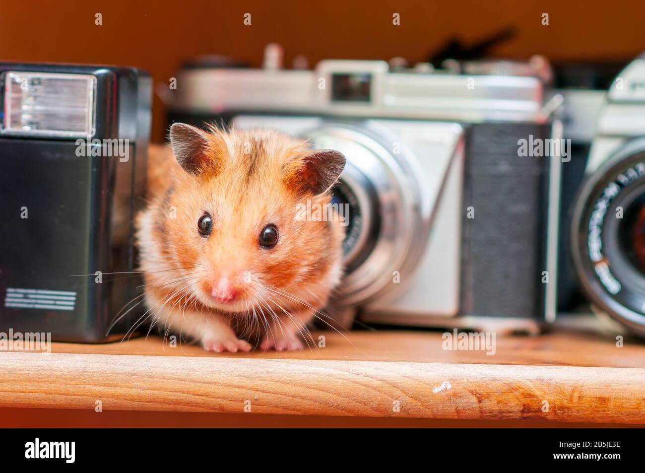 Hamster syrien (Mesocricetus auratus) hamster doré Banque D'Images