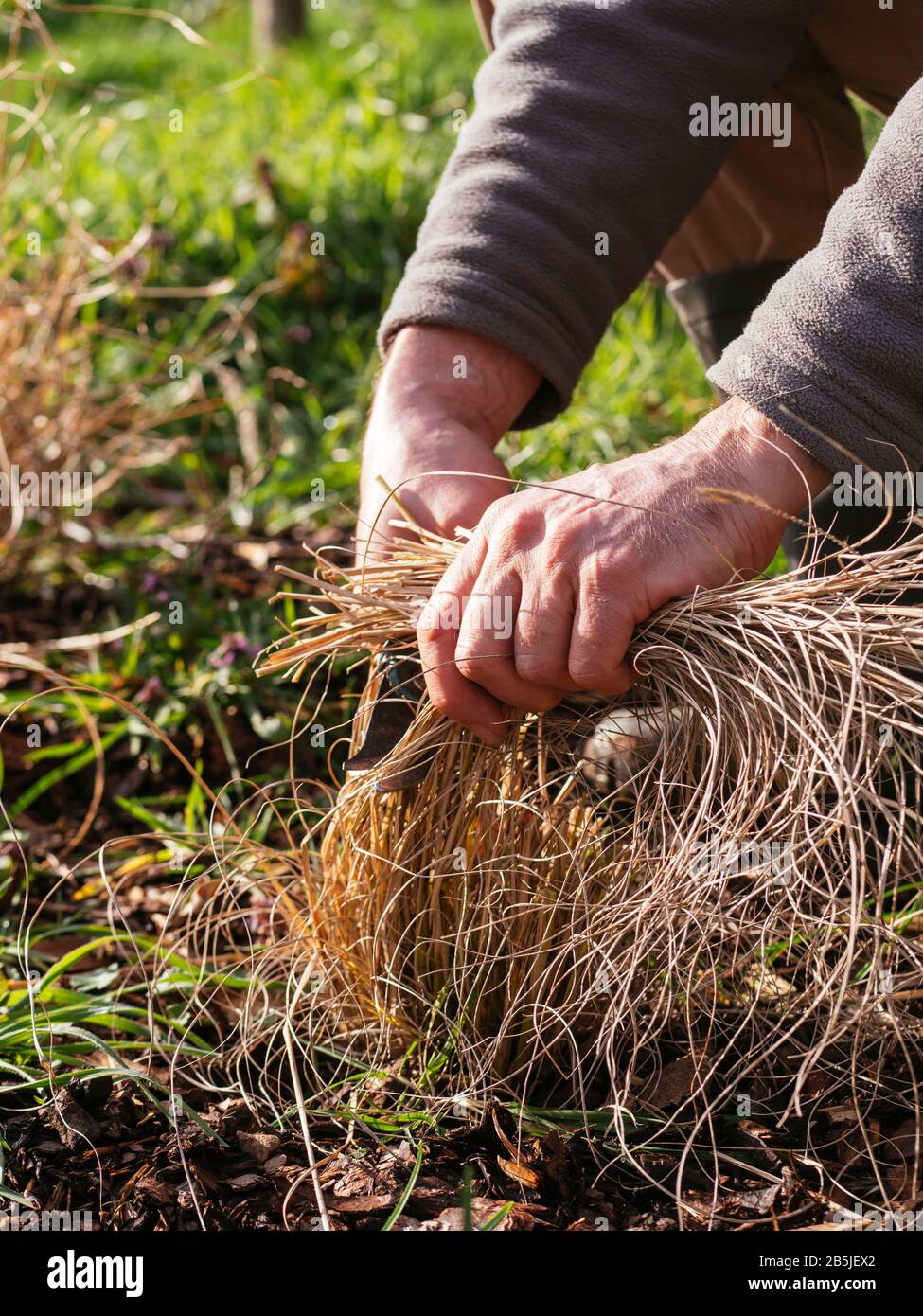 Le jardinier taille les herbes ornementales au début du printemps. Banque D'Images