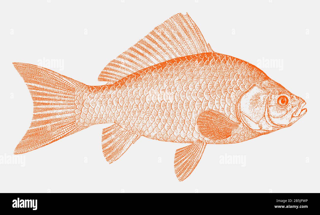 Poissons d'or communs, carassius auratus, le poisson d'aquarium populaire originaire de l'asie de l'est en vue latérale Illustration de Vecteur
