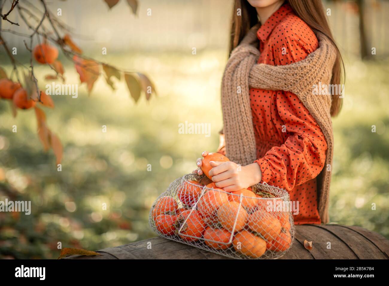 Une femme récolte des mandarines mûres. Agrumes mûrs Banque D'Images