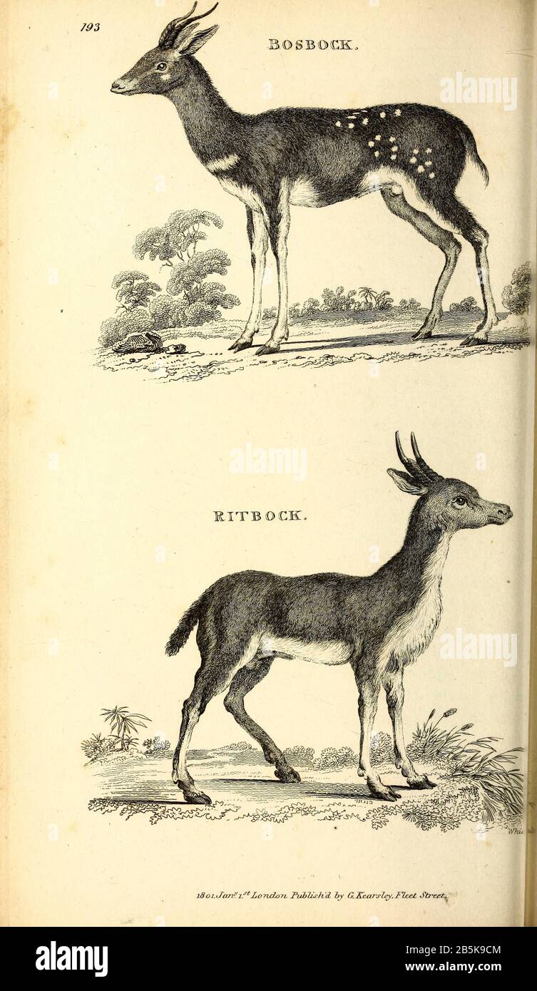 Un Hippopotame Gravure Print 1853