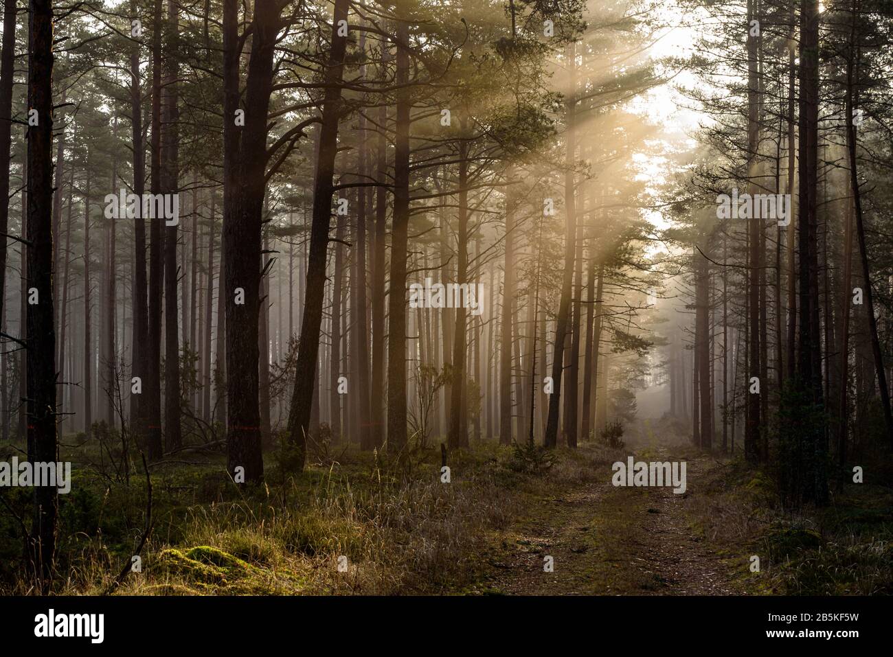 dans les bois, le soleil du matin tente de toucher la mousse de forêt douce avec ses rayons de soleil chauds qui traversent les branches d'arbres Banque D'Images