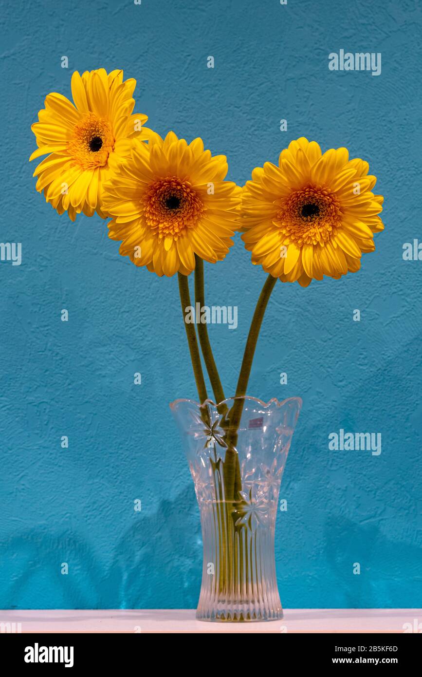 fleurs jaunes vives dans un vase en verre transparent sur une étagère blanche et un mur bleu clair sur l'arrière-plan Banque D'Images