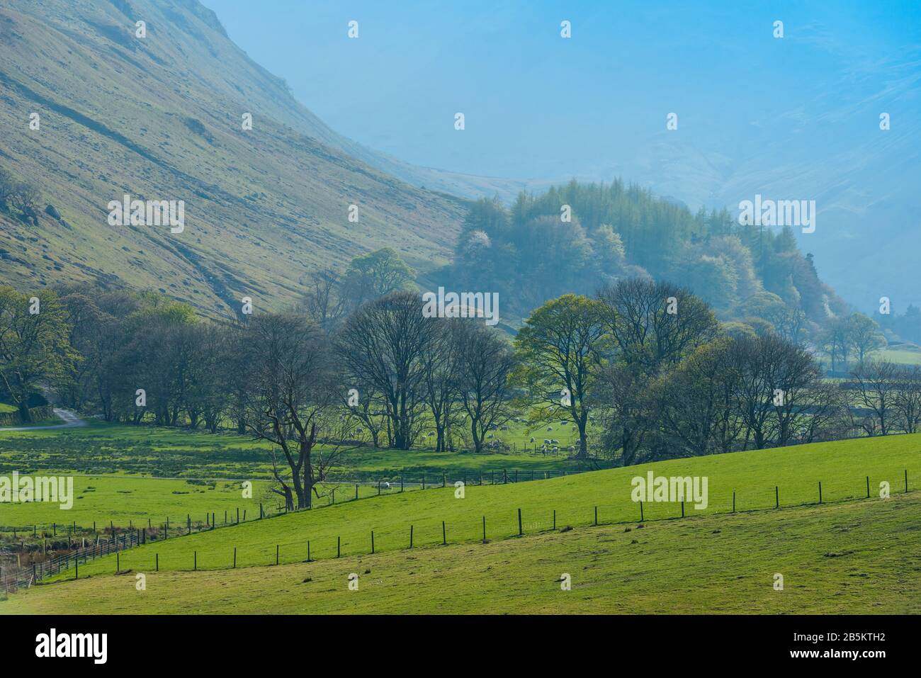 Les moutons paissent sur de l'herbe verte vive pendant la saison de lambing sur les pentes inférieures de Birkhouse Moor près de Glenridding, Lake District, Cumbria, Royaume-Uni, en avril. Banque D'Images