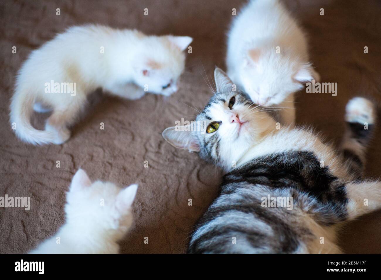 Nouveau Ne Petits Chatons Pour La Premiere Fois Sucer Un Lait De Chats Avec Les Yeux Fermes Les Petits Chatons Albinos Sont Completement Blancs Le Chat A Donne Naissance A Des Chatons Et