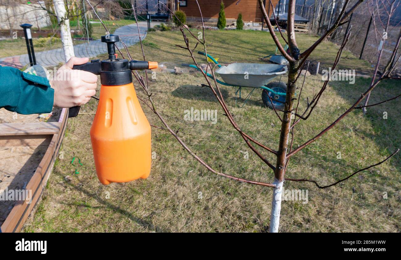 Pulvérisation d'arbres fruitiers à l'aide d'un pulvérisateur à pompe avec  insecticides et fongicides au printemps. Traitement des pommiers avec  biofongicide pour la maladie Photo Stock - Alamy