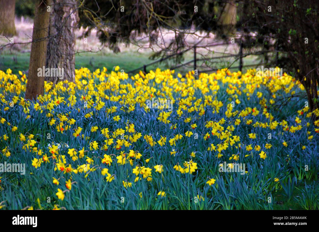 Wimpole, Cambridge, Royaume-Uni. 8 mars 2020. Wimpole, Cambridge, Royaume-Uni. 8 mars 2020. Éblouissant Daffodils en fleurs - Printemps soleil fait ressortir les fleurs sur le Wimpole Estate près de Cambridge, Royaume-Uni le 8 mars 2020 photo de Keith Mayhew crédit: Keith MAYHEW/Alay Live News crédit: Keith MAYHEW/Alay Live News Banque D'Images