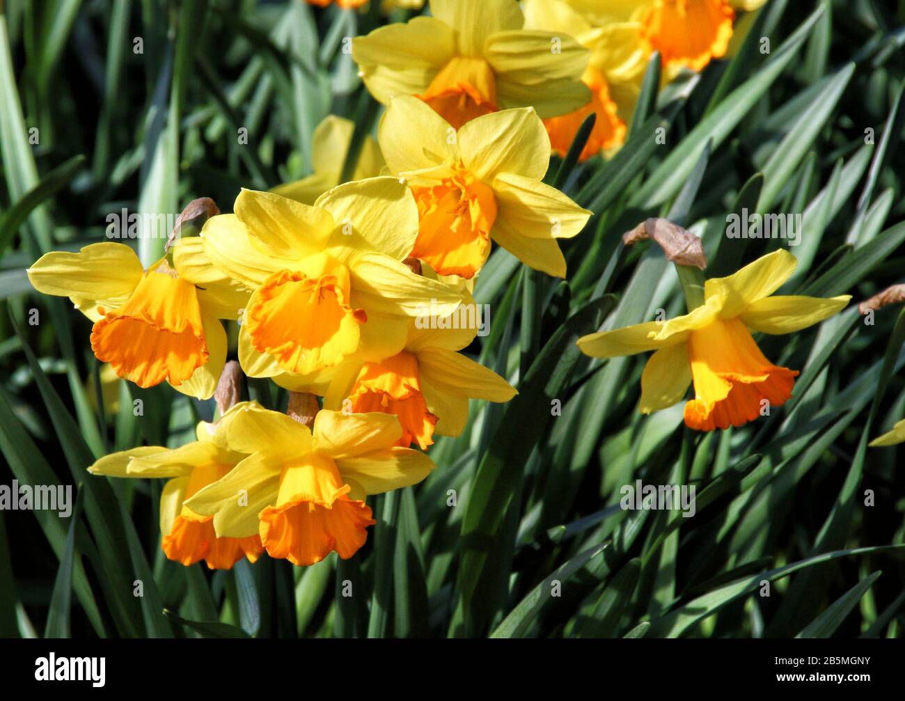 Éblouissant jonquilles en fleur - le soleil de printemps fait ressortir les fleurs sur le Wimpole Estate près de Cambridge, Royaume-Uni, le 8 mars 2020 photo de Keith Mayhew Banque D'Images