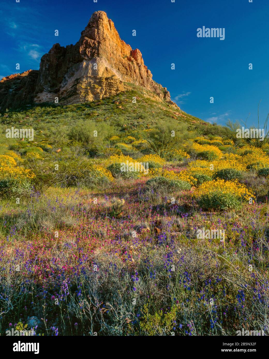 Owls Clover, Brittlebush, Puerto Blanco Mountain, Monument National Du Cactus, Arizona Banque D'Images