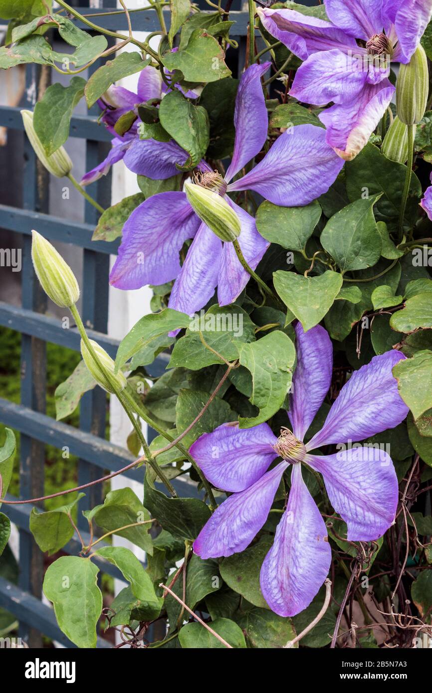 Au printemps, un clematis violet à grande fleur se développe, soutenu par un treillis en bois, avec plusieurs fleurs à six pétales et de nouveaux bourgeons sur le point de fleurir. Banque D'Images