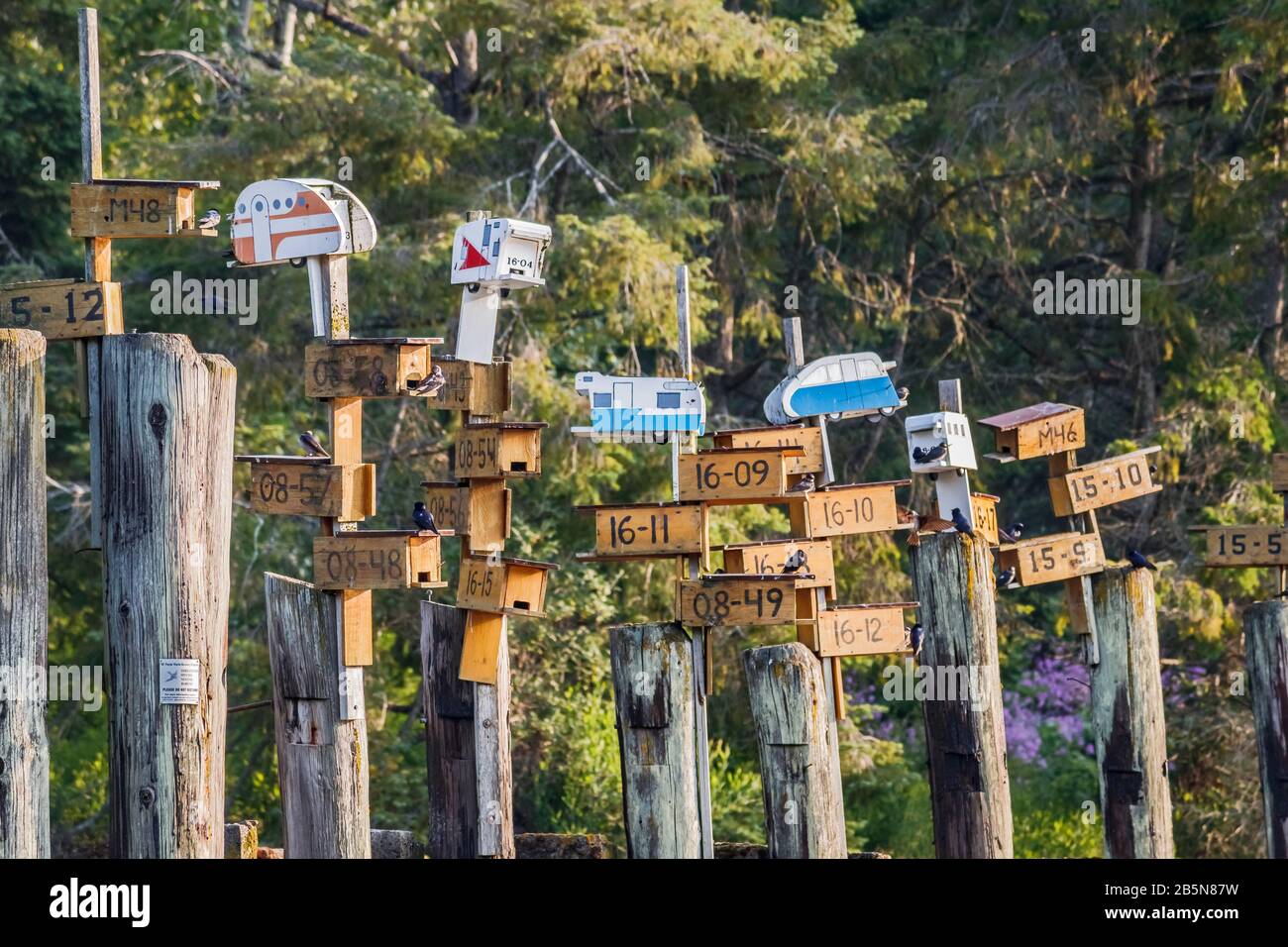 La fantaisie a été apportée à la conservation des martins violets, avec des RV de style rétro reliant d'autres nicheuses au sommet de pilages en bois à Tod Inlet, en Colombie-Britannique. Banque D'Images