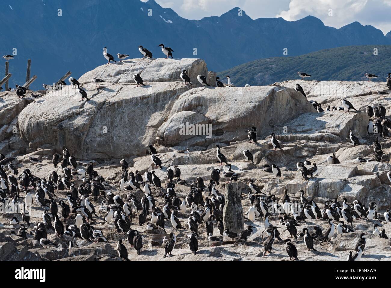La colonie du roi cormorant sur une île de la Manche de Beagle, Tierra del Fuego, Argentine Banque D'Images