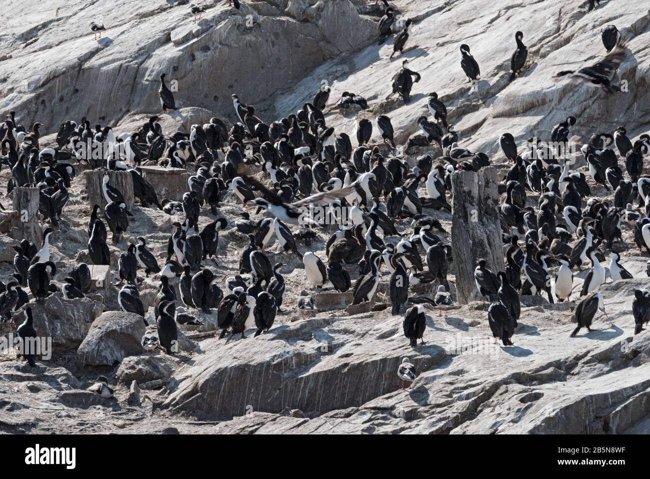 La colonie du roi cormorant sur une île de la Manche de Beagle, Tierra del Fuego, Argentine Banque D'Images